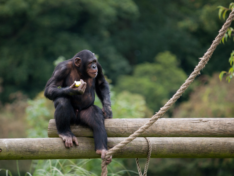 Chimpanzee eating an apple