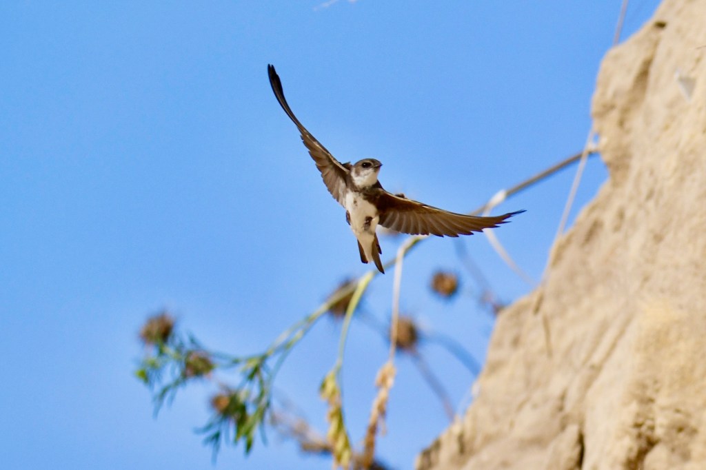 Sand martin in flight
