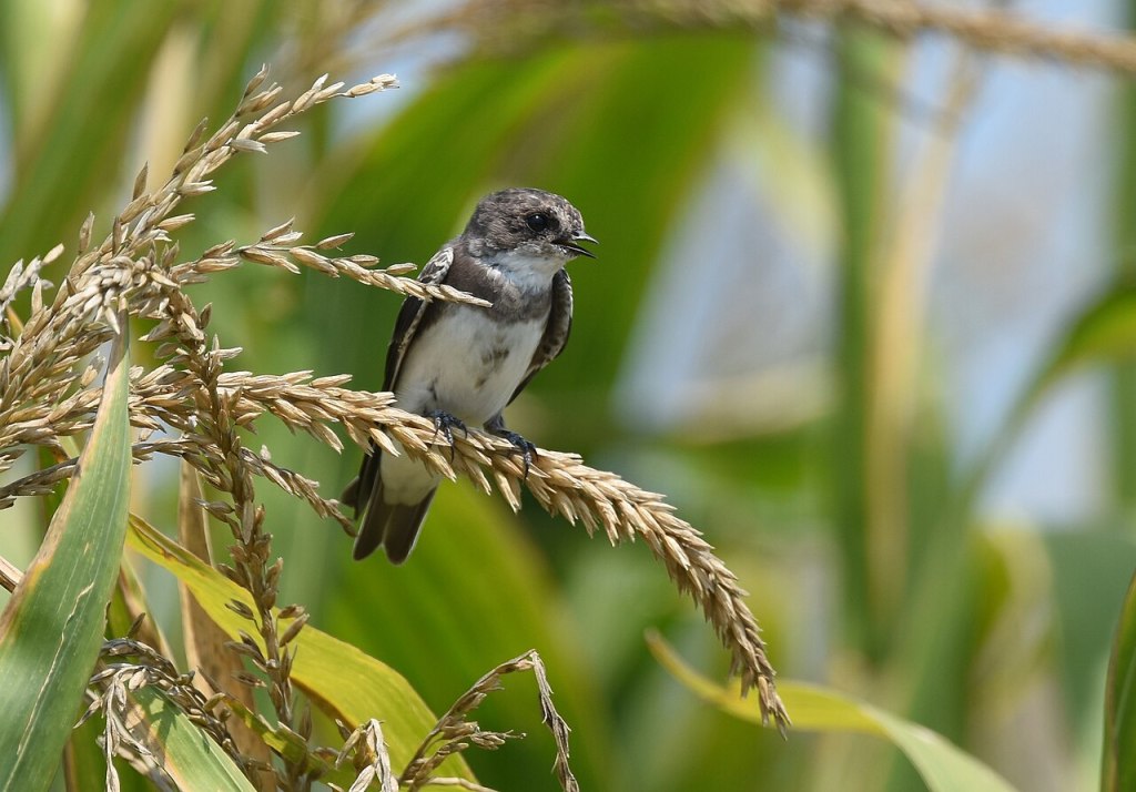 Sand Martin
