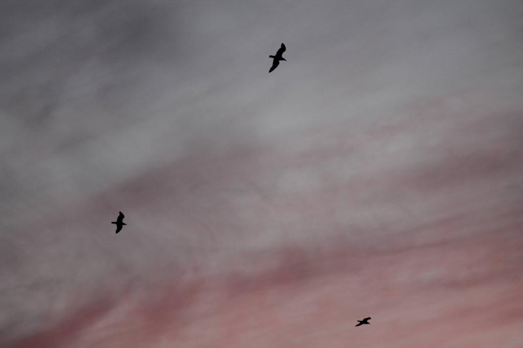 Three birds in flight. Photo: Tom Ronan