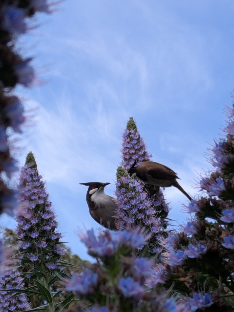 Two birds on a plant. Photo: Tom Ronan
