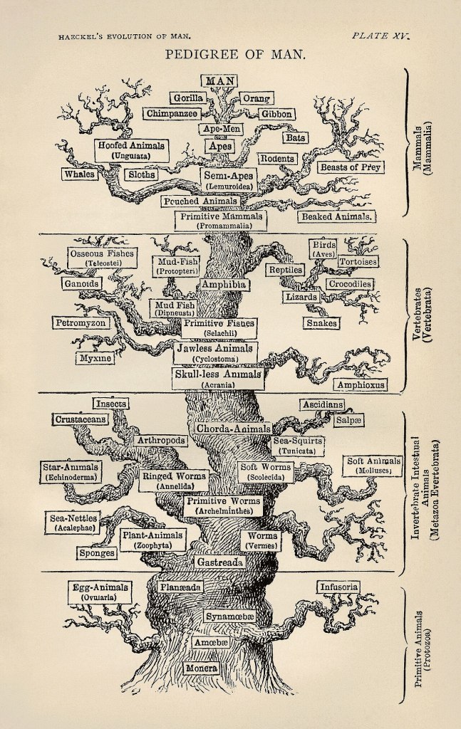 The tree of life as depicted by Ernst Haeckel in The Evolution of Man (1879) illustrates the 19th-century view of evolution as a progressive process leading towards man.